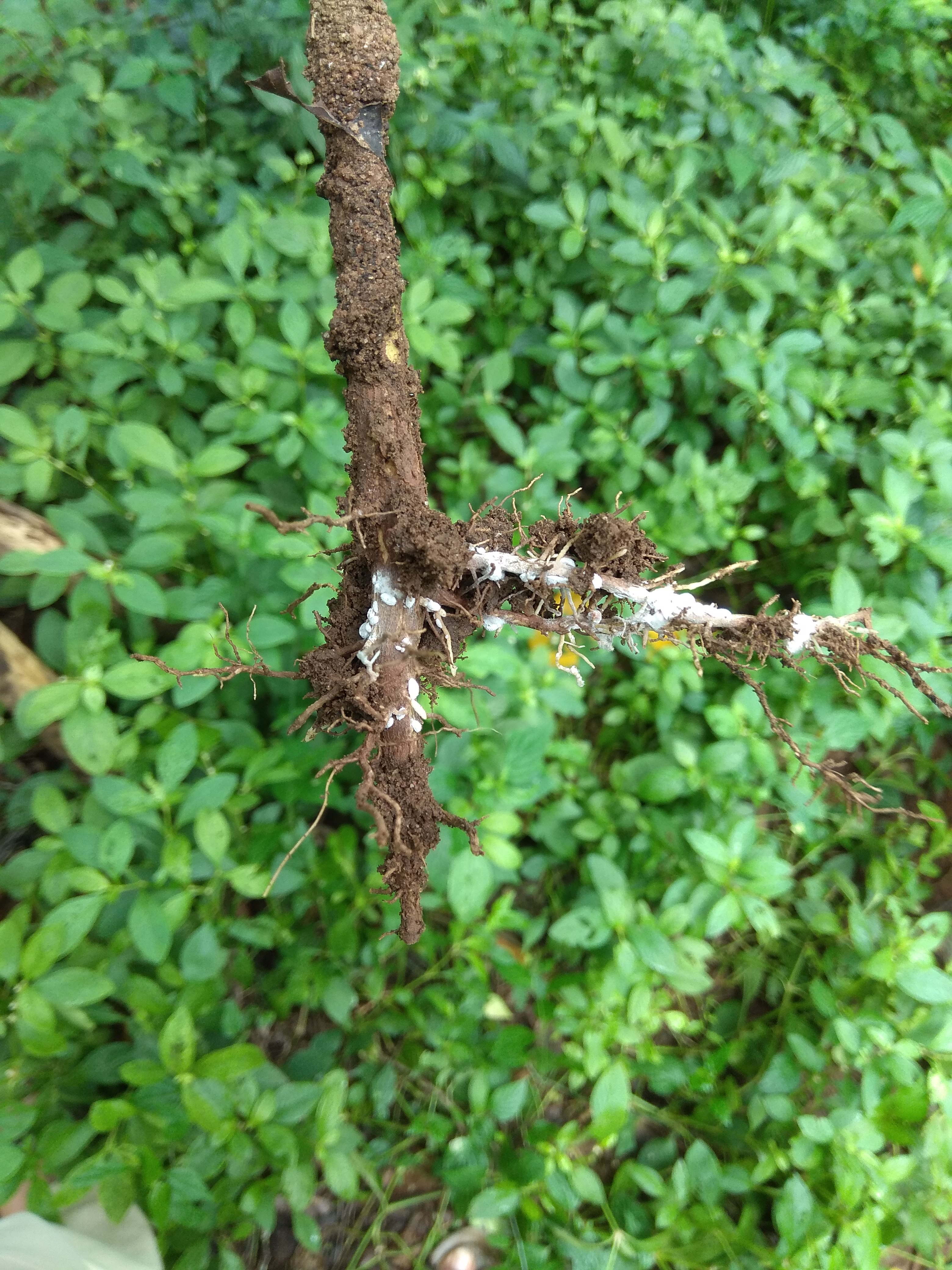 Root mealybug